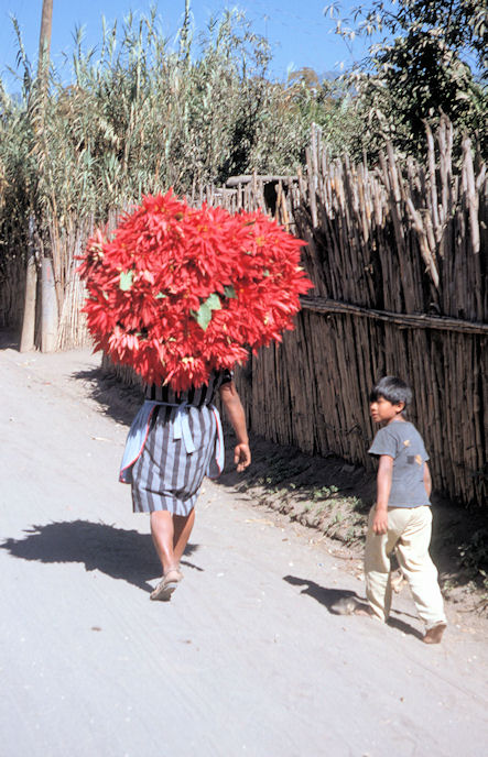 Mittelamerika 1993 1994-02-007.jpg